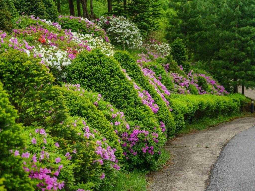 Pyeongchang Greenhill Pension Dış mekan fotoğraf