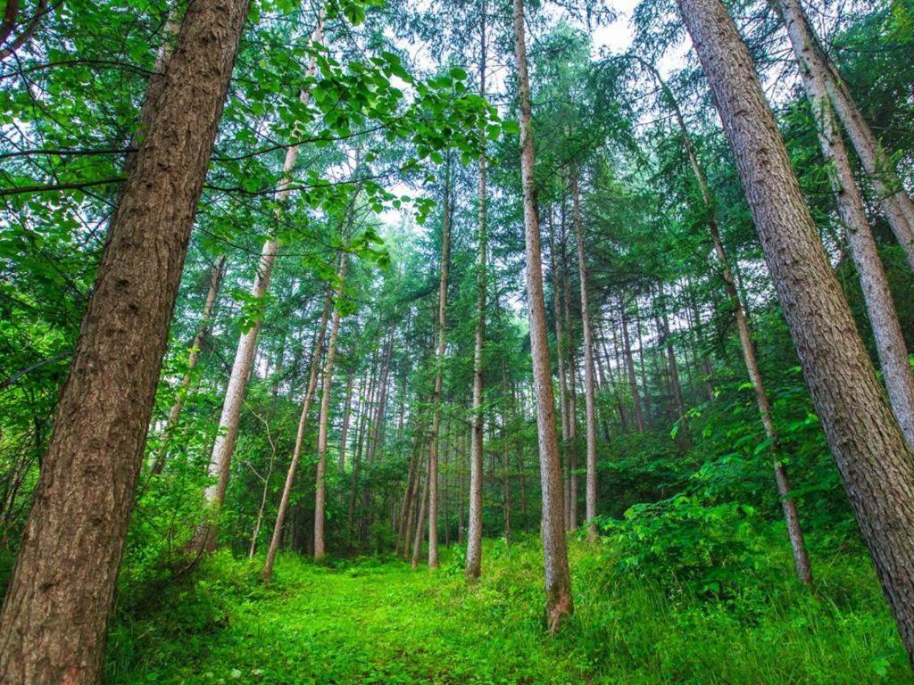 Pyeongchang Greenhill Pension Dış mekan fotoğraf